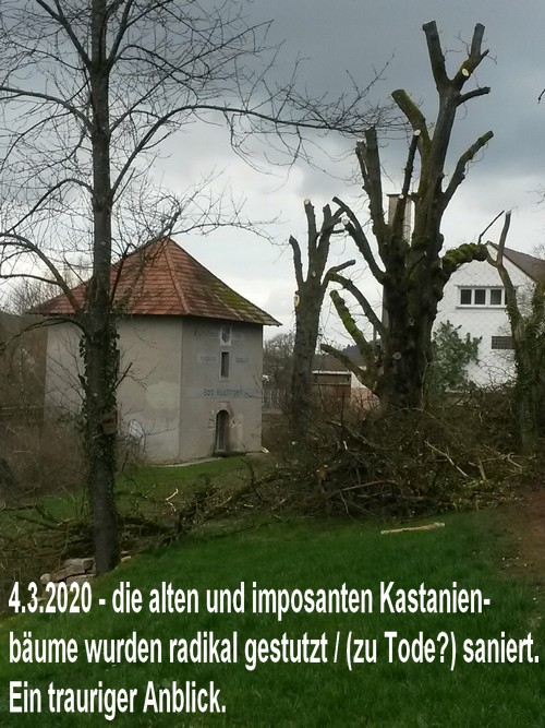 Augustaquellturm mit radikal beschnittenen Kastanienbaeumen - Rilchingen - aufgenommen 4.3.2020