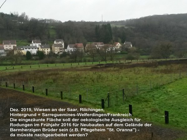 Ausgleichpflanzung in Wiesen an der Saar, Rilchingen, Dez. 2019