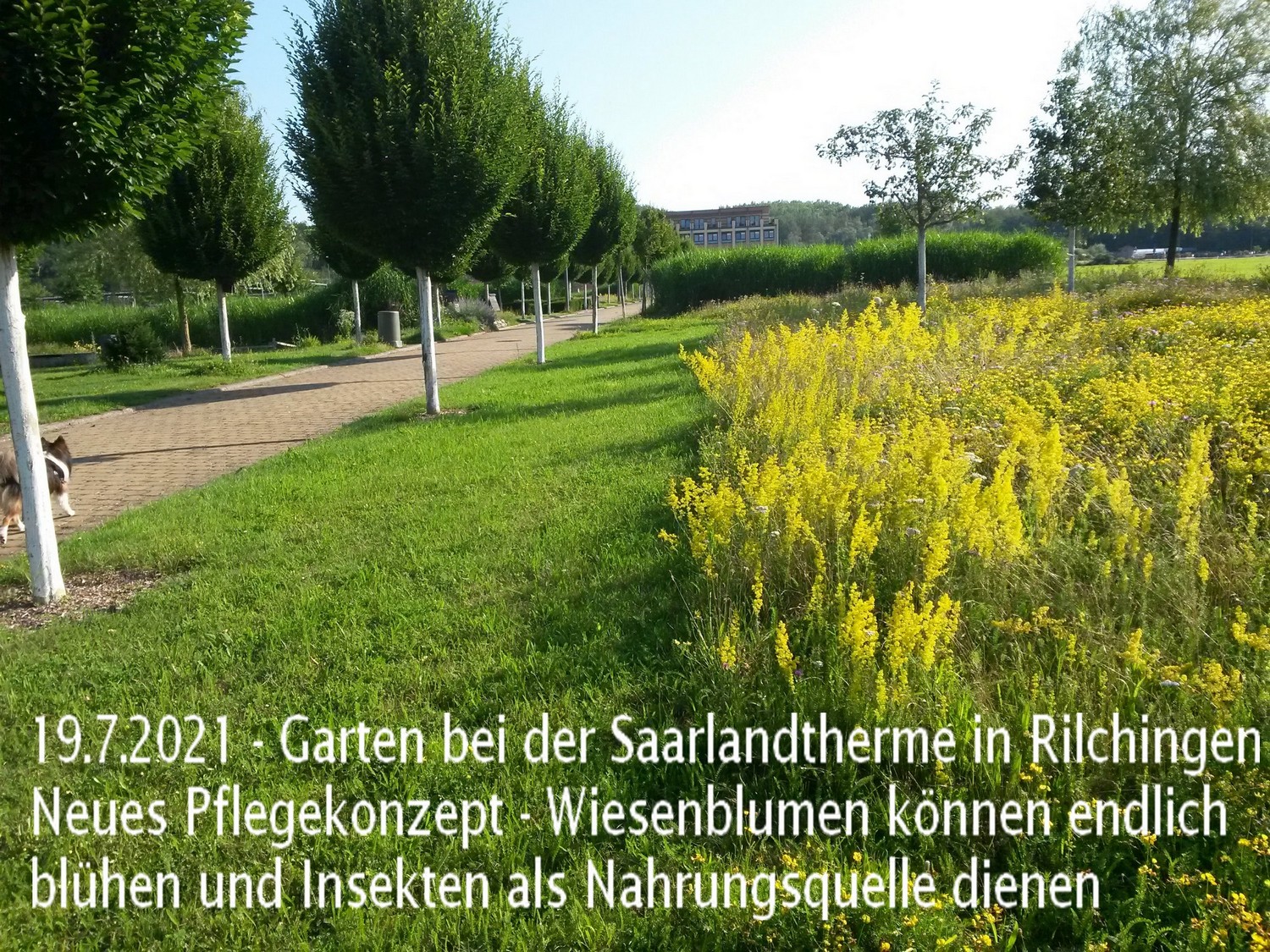 blühende Wiesen um Umfeld der Saarlandtherme Rilchingen, 7/2021