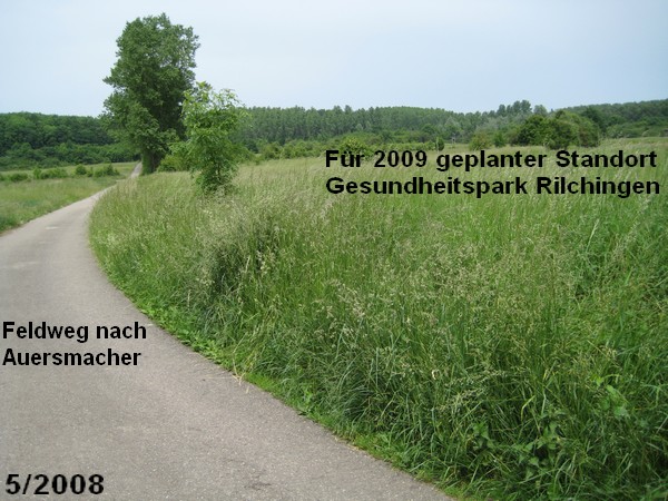 geplanter Standort Gesundheitspark Rilchingen, Blick vom Bergwaldweg aus 